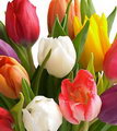 Tulip Pulchella